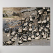 mara wildebeest poster (Voorkant)