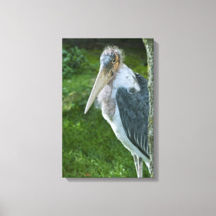 Marabou Canvas Afdruk
