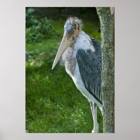 Marabou Poster (Voorkant)