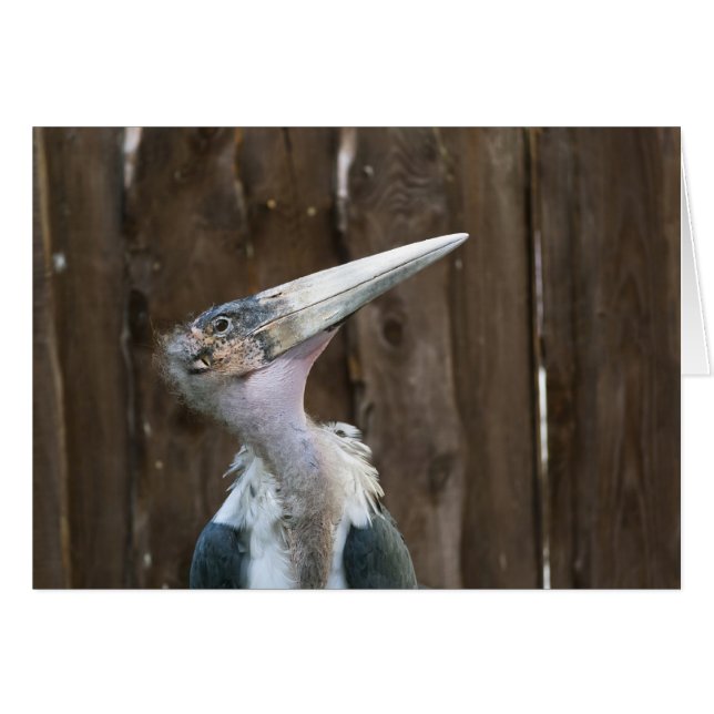 Marabou Stork (Voorkant Horizontaal)