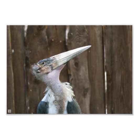 Marabou Stork Foto Afdruk (Voorkant)