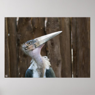 Marabou Stork Poster