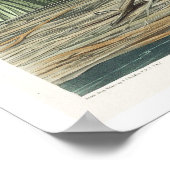 Marais d'eau salée Hen par Audubon Poster (Coin)