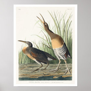 Marais d'eau salée Hen par Audubon Poster