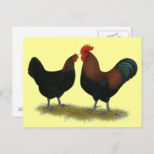 Marans Black Copper Briefkaart (Voorkant / Achterkant)