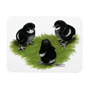 Marans Black Copper Chicken Magneet