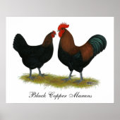Marans Black Copper Poster (Voorkant)