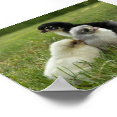 Marans Chicken Poster (Hoek)
