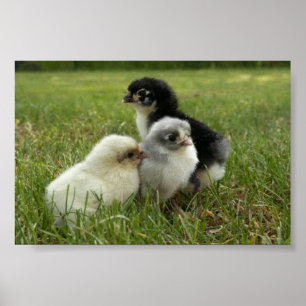 Marans Chicken Poster