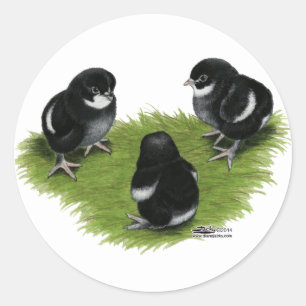 Marans Zwarte Koperen Kuikens Ronde Sticker
