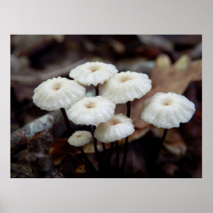 Marasmius rotula Poster