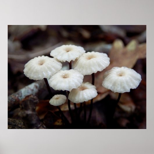 Marasmius rotula Poster (Voorkant)