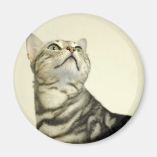 Marble Bengal Cat Magneet