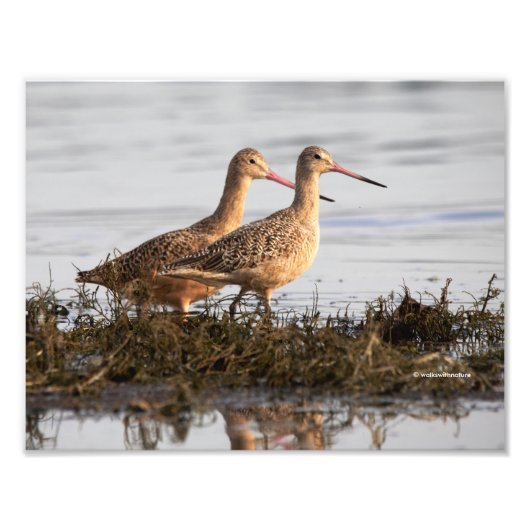 Marbling Godwits bij Blackie Spit Foto Afdruk (Voorkant)