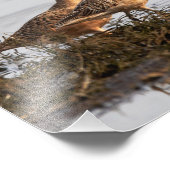 Marbling Godwits bij Blackie Spit Foto Afdruk (Hoek)