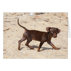 Marche de chiot de chiwawa