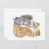 Marche des bois | Carte postale écureuil (Devant / Derrière)