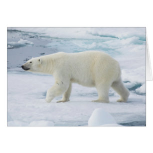 Marche d'ours polaire, Norvège
