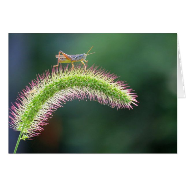 Marche en air - Grasshopper - couleur (Devant Horizontal)