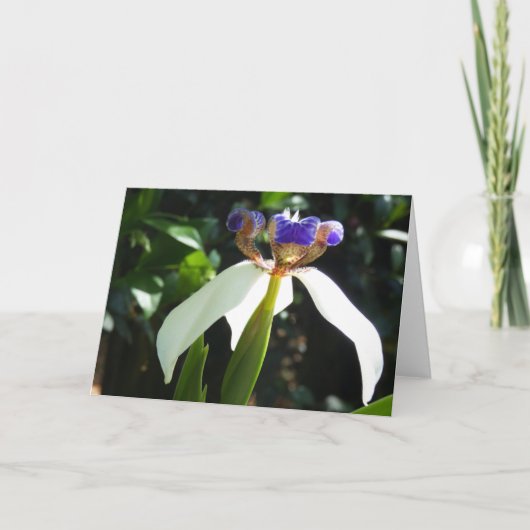 "Marcher Iris 2." Carte de vœux (Devant)