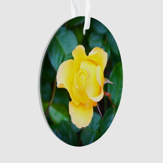 Marcher sur Sunshine Rose #1 Ornament (devant)