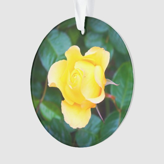 Marcher sur Sunshine Rose #1 Ornament (devant)