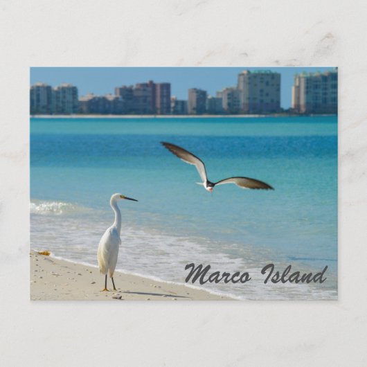 Marco Island Wildlife briefkaart (Voorkant)