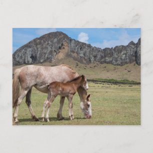 Mare & Colt in de vulkaankrater van Rano Raraku Briefkaart