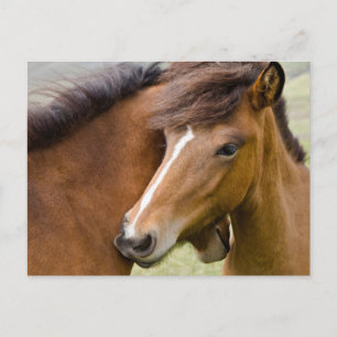 Mare en Colt Briefkaart