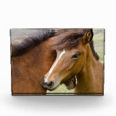 Mare en Colt Fotoblokken (Voorkant)