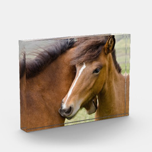 Mare en Colt Fotoblokken (Links)