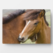 Mare en Colt Fotoplaat (voorkant)