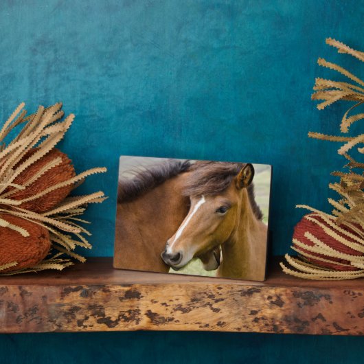 Mare en Colt Fotoplaat (Zijkant)