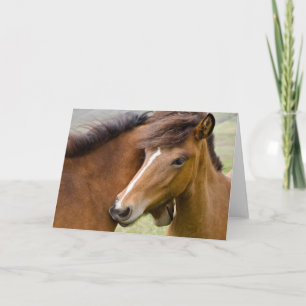 Mare en Colt Kaart