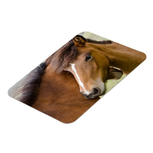 Mare en Colt Magneet (Linkerzijde)