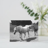 Mare en Filly Briefkaart (Staand voorkant)
