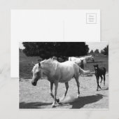 Mare en Filly Briefkaart (Voorkant / Achterkant)