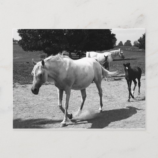 Mare en Filly Briefkaart (Voorkant)