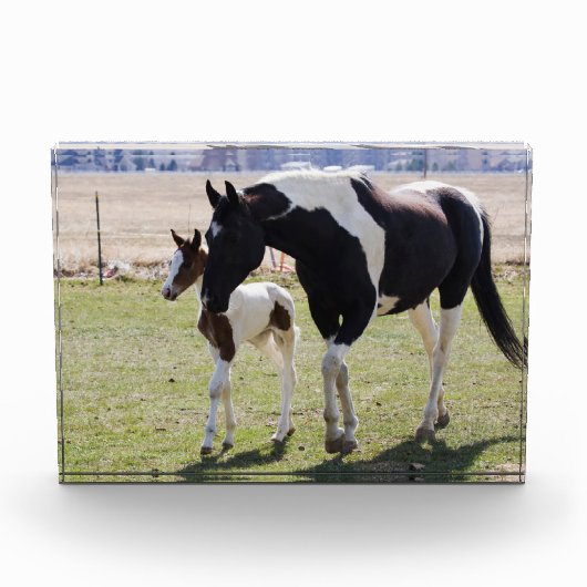 Mare en Filly Walking Fotoblokken (Voorkant)