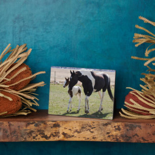 Mare en Filly Walking Fotoplaat