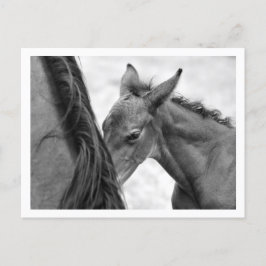 Mare en Foal Briefkaart