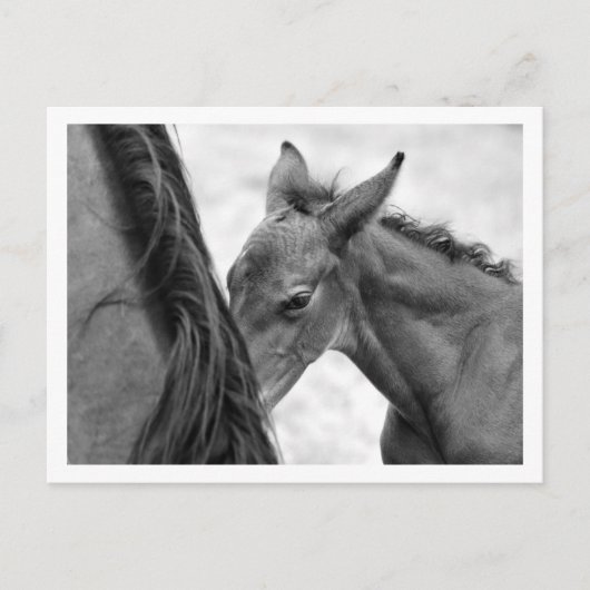 Mare en Foal Briefkaart (Voorkant)