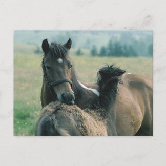 Mare en foal die elkaar kweken briefkaart