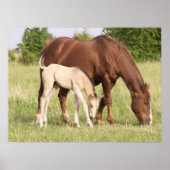 Mare en Foal Poster (Voorkant)