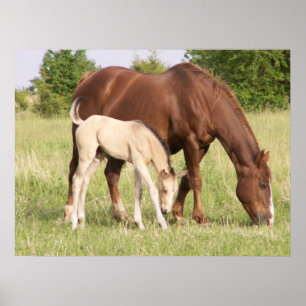 Mare en Foal Poster