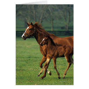 Mare et poulain à bec thoroughbred 3