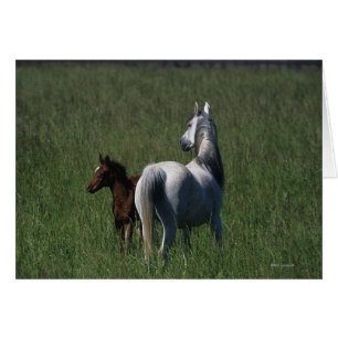 Mare et poulain arabe