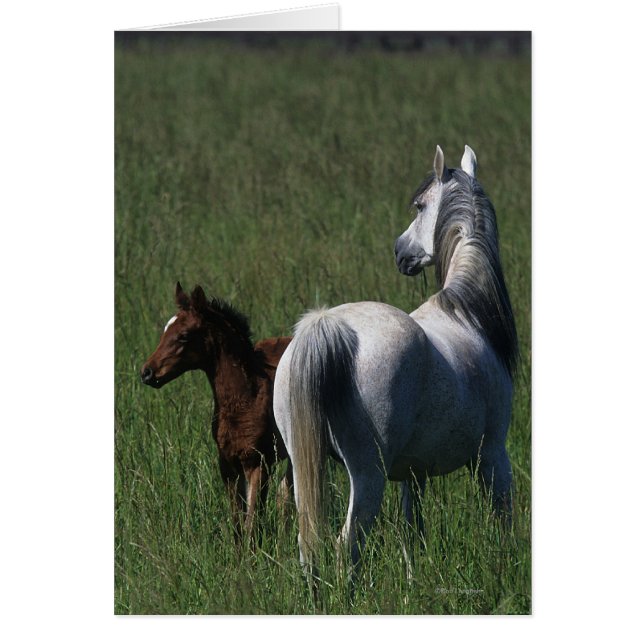 Mare et poulain arabe (Devant)