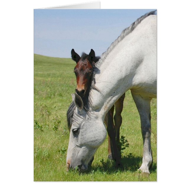 Mare Grazing met Colt (Voorkant)