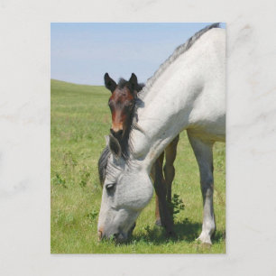 Mare Grazing met Colt Briefkaart